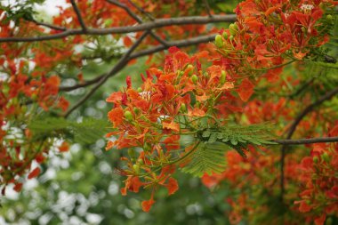 Delonix regia çiçekleri doğal bir arka planda çiçek açar.