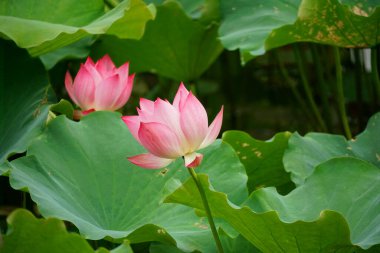 Bahçedeki nilüfer çiçeği