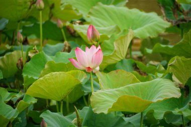 Bahçedeki nilüfer çiçeği