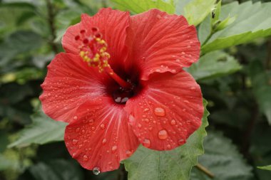 Bahçedeki güzel kırmızı çiçek