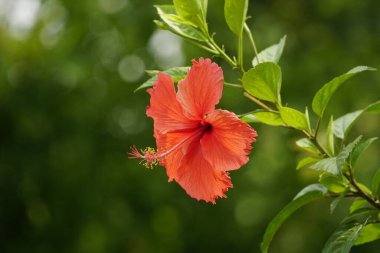 hibiscus hibiscus çiçeği bahçede