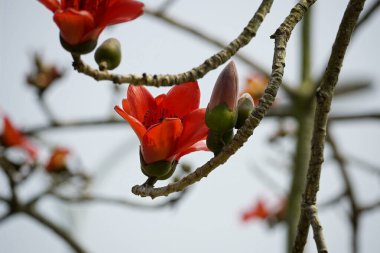 Kırmızı Bombax ceiba çiçekleri mavi gökyüzüne karşı açar