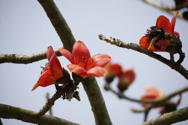 Kırmızı Bombax ceiba çiçekleri mavi gökyüzüne karşı açar