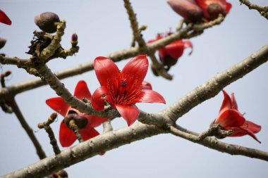Kırmızı Bombax ceiba çiçekleri mavi gökyüzüne karşı açar