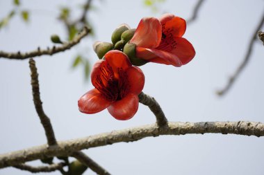 Kırmızı Bombax ceiba çiçekleri mavi gökyüzüne karşı açar