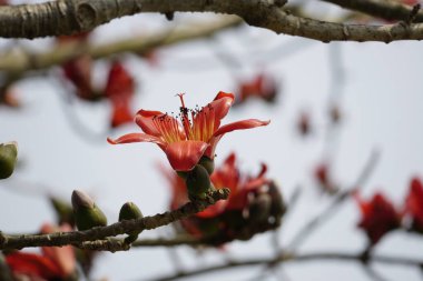 Kırmızı Bombax ceiba çiçekleri mavi gökyüzüne karşı açar