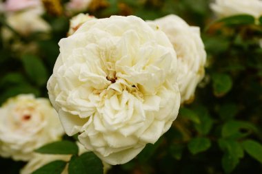 Bahçedeki çalılıklarda güzel beyaz güller