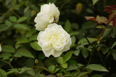 Yeşil arkaplanı olan beyaz bir gülün yakın plan çekimi.