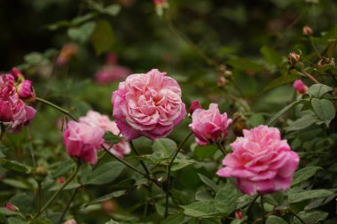 Bahçedeki güzel güller