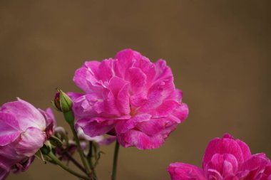 Yeşil yapraklı güzel pembe güller