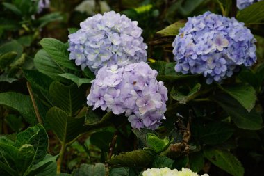 Bahçede güzel ortanca çiçekleri açar.