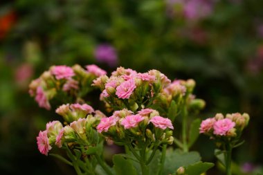 Bahçede güzel ortanca çiçekleri açar.
