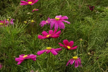 Kozmos bipinnatus çiçekleri bahçede açar.