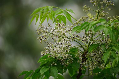 Melia Azedarach 'ın ağaçta açan çiçeğinin yakın çekimi.