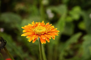 Bahçede çiçek açan Gerbera çiçeklerine yakın çekim