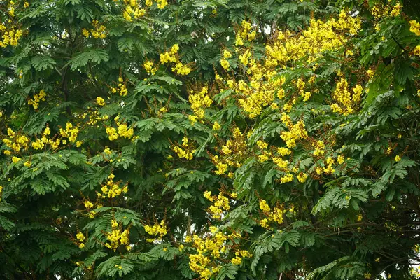 Peltophorum pterocarpum çiçekleri bahçede açar, bitki örtüsü doğada açar.