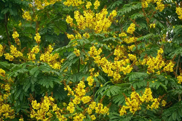 Peltophorum pterocarpum çiçekleri bahçede açar, bitki örtüsü doğada açar.