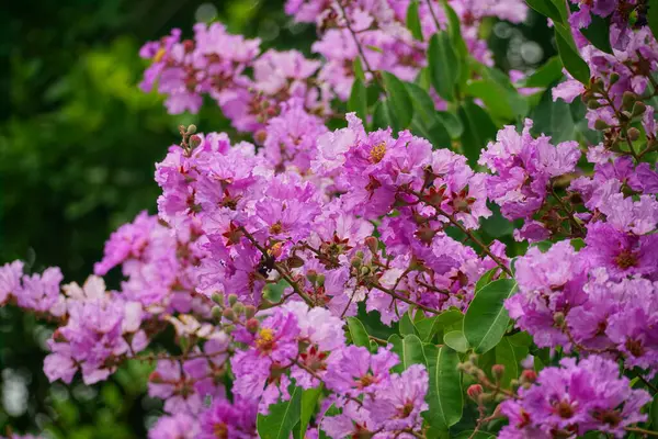 Lagerstroemia speciosa çiçekleri bahçede açar.