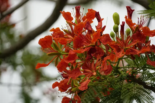 stock image Delonix regia flowers bloom on a natural background