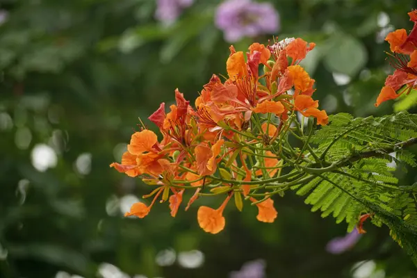 Delonix regia çiçekleri doğal bir arka planda çiçek açar.
