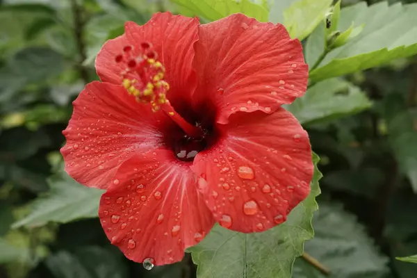 Bahçedeki güzel kırmızı çiçek