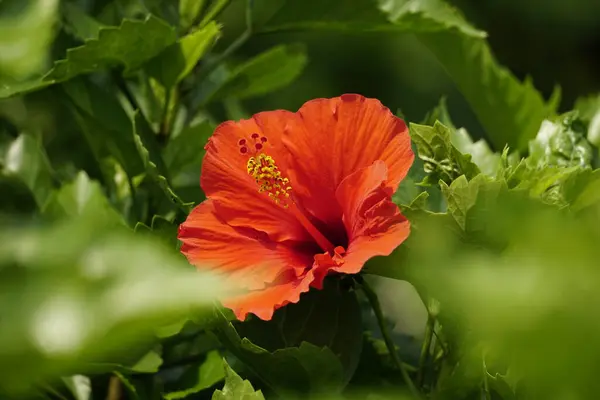 Bahçedeki kırmızı çiçek