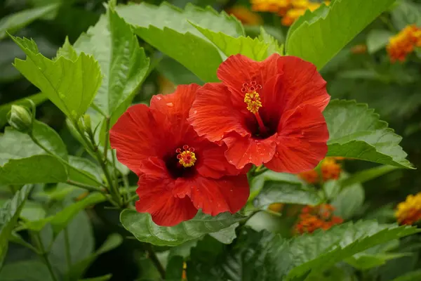 Bahçedeki kırmızı amber çiçeği