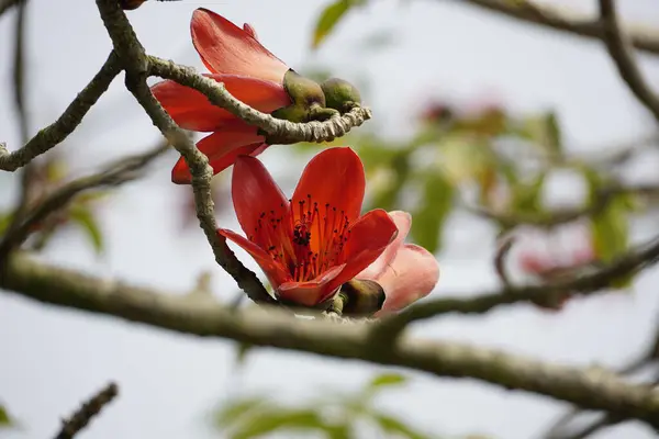 Kırmızı Bombax ceiba çiçekleri mavi gökyüzüne karşı açar