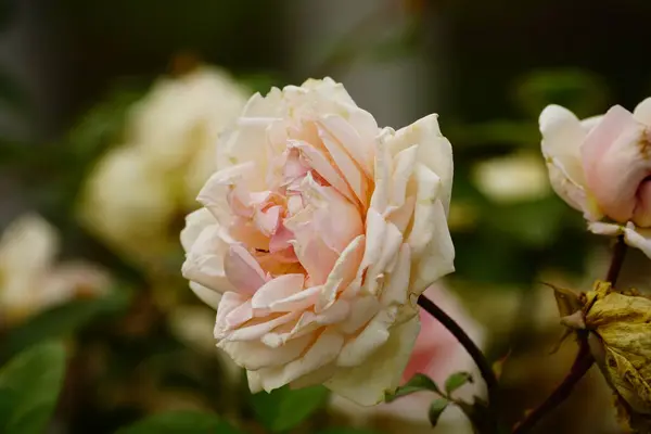 Güzel botanik fotoğrafı, doğal duvar kağıdı.