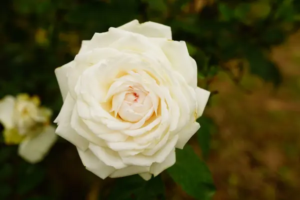 Bahçedeki güzel beyaz gül çiçeği