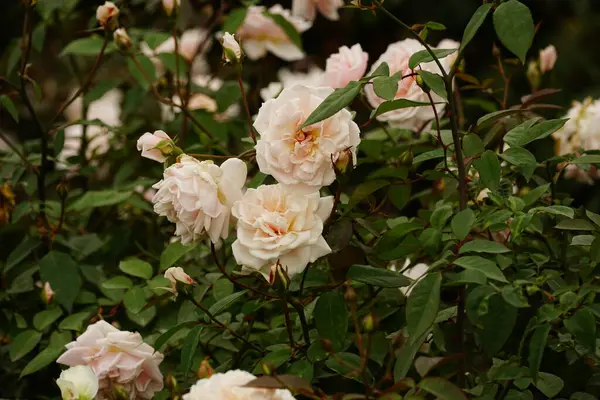 Bahçedeki güzel çiçekler