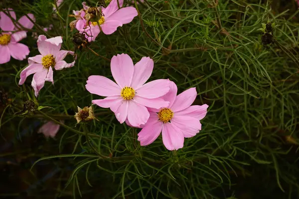 Kozmos bipinnatus çiçekleri bahçede açar.