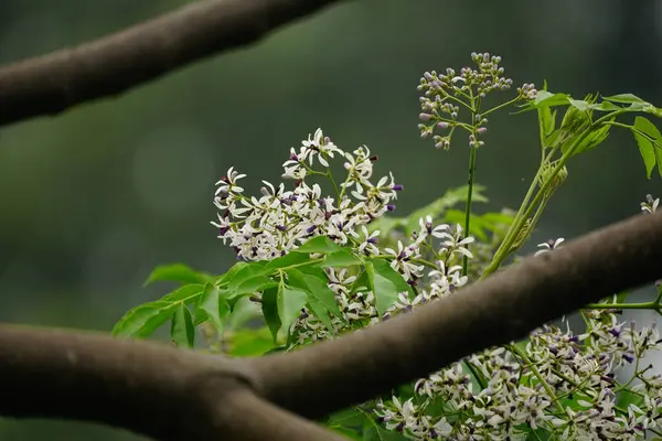 Melia Azedarach 'ın ağaçta açan çiçeğinin yakın çekimi.