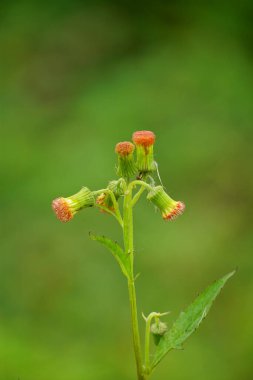 Tarlada açan Crassocephalum crepidioides çiçeğinin yakın çekimi