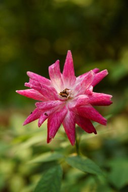 Bahçedeki güzel pembe çiçek