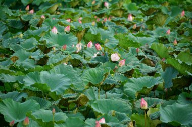 Bahçedeki güzel pembe çiçek