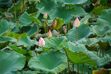 Bahçedeki yeşil nilüfer çiçeği