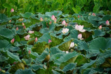 Bahçedeki güzel nilüfer çiçeği