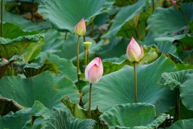 Bahçedeki güzel nilüfer çiçeği