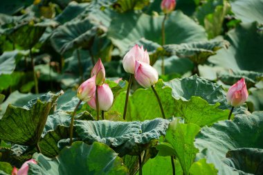 Güzel botanik fotoğrafı, doğal duvar kağıdı.