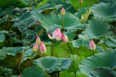 Bahçedeki nilüfer çiçeği