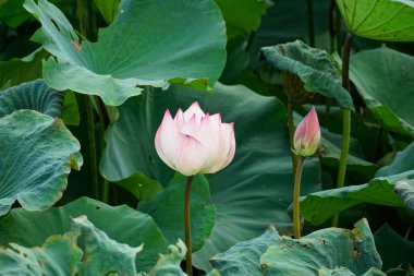 Bahçedeki güzel nilüfer çiçeği