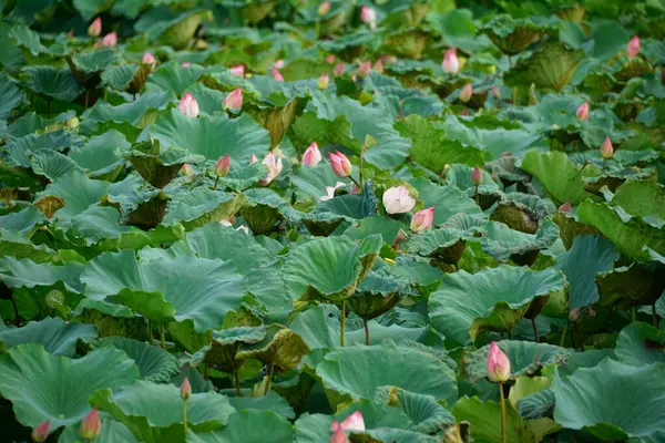 Bahçedeki güzel pembe çiçek