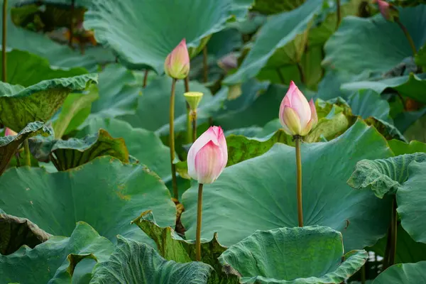 Bahçedeki güzel nilüfer çiçeği