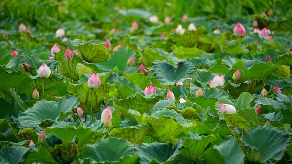 Bahçedeki yeşil nilüfer çiçeği