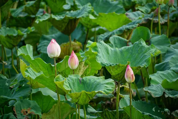 Bahçedeki güzel nilüfer çiçeği