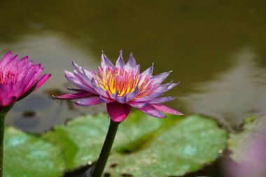 Gölette güzel nilüfer çiçeği
