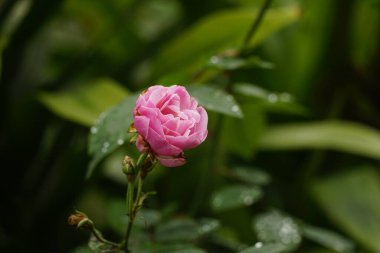 Bahçedeki pembe gül