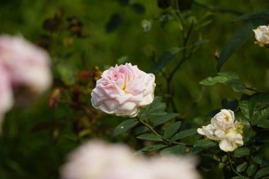 Bahçedeki güzel pembe güller