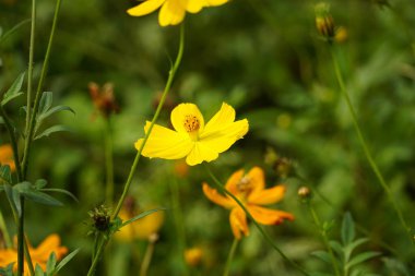 Kozmos bipinnatus çiçekleri bahçede açar.